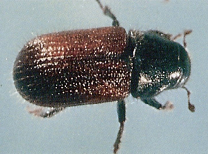 B.C. on alert for spruce beetle