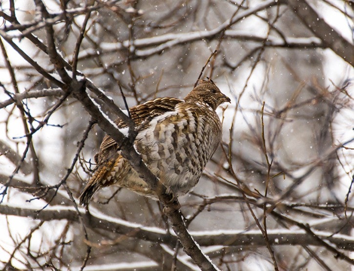 Partridge in a pear tree