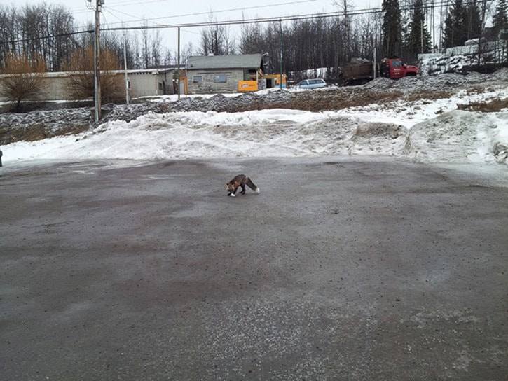 Friendly visit from a fox