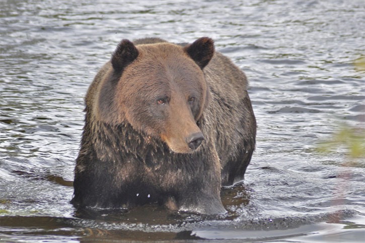 First Nations say trophy grizzly hunt continues despite their ba