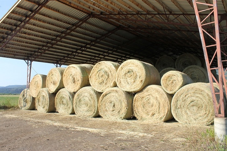 Outlook for hay crop is poor for locals