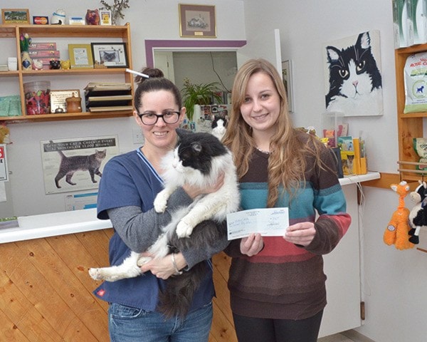 Donation for cats