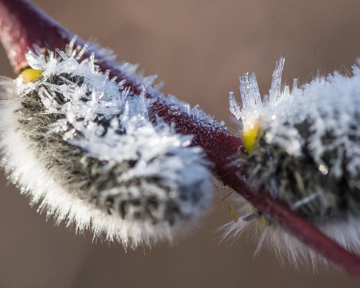 Frosted pussywillows