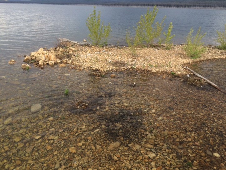 High waters on Ootsa Lake causing havoc for nesting birds