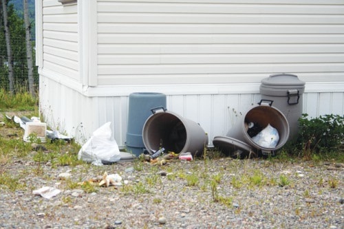 Bear raids trash cans