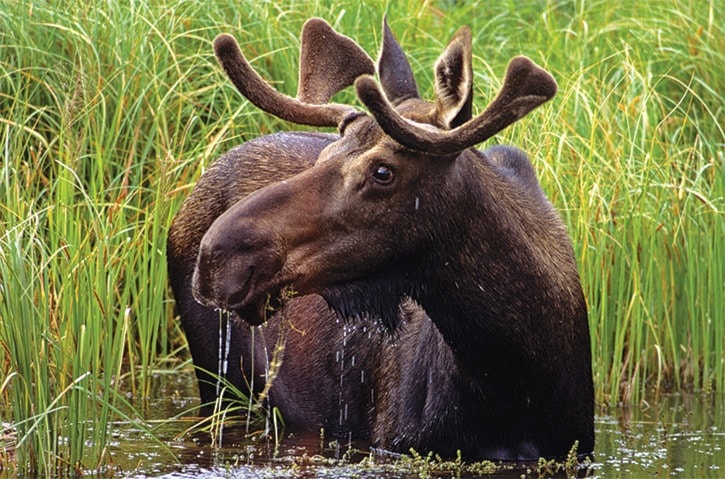 Declining moose population not a concern, province says
