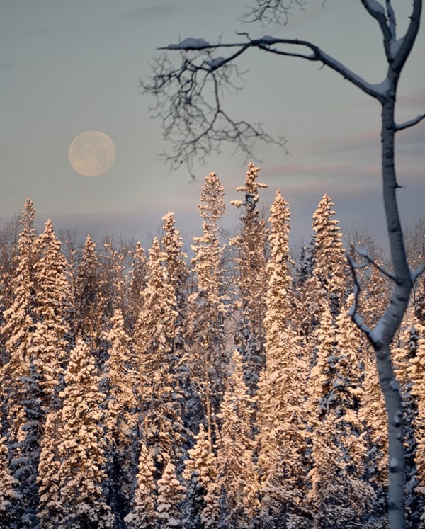 Moon set over snowy forest