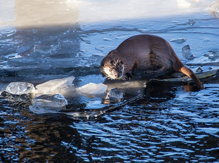 Otterly fun