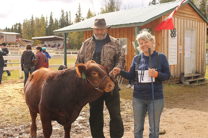 Gold Angus show