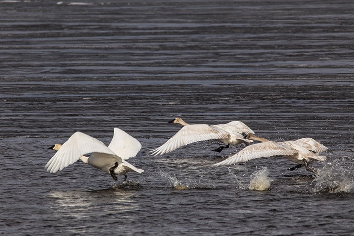 Swans on the run