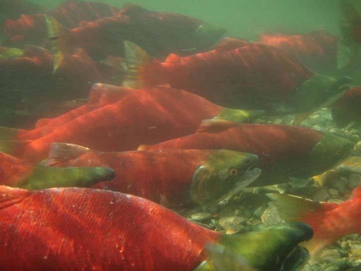 Fewer salmon to return this year