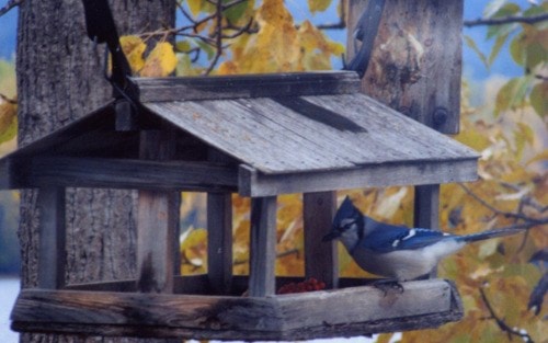 42906burnslakeUnexpected_visitor