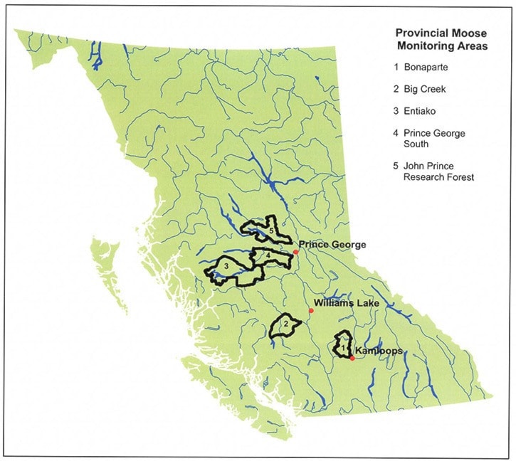 Moose receive radio collars in area