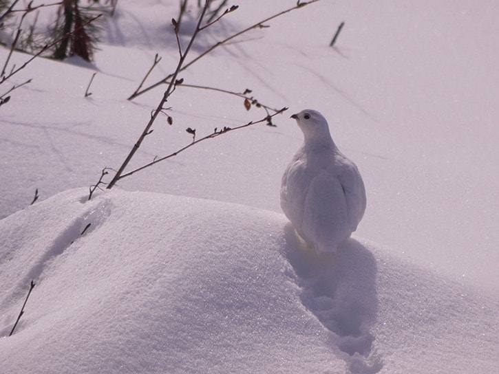 Ptarmigan