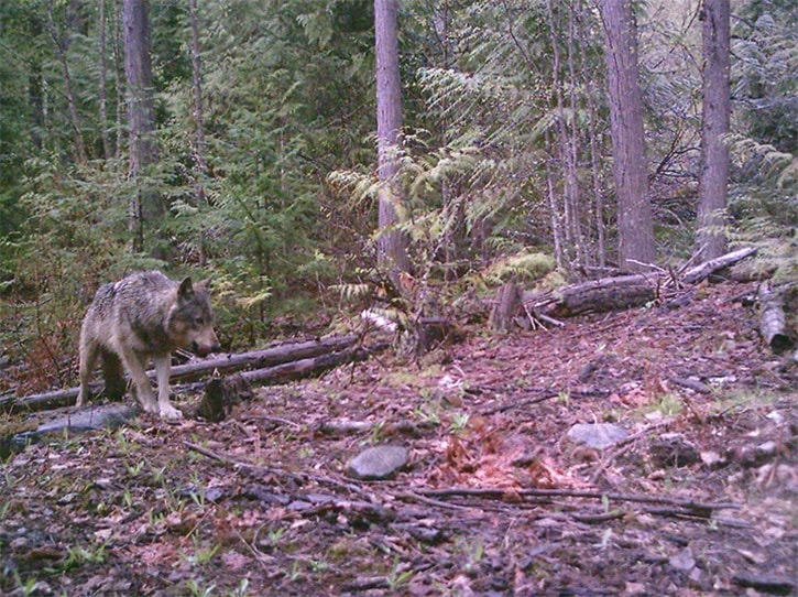 Environmental groups challenge legality of wolf cull in the nort