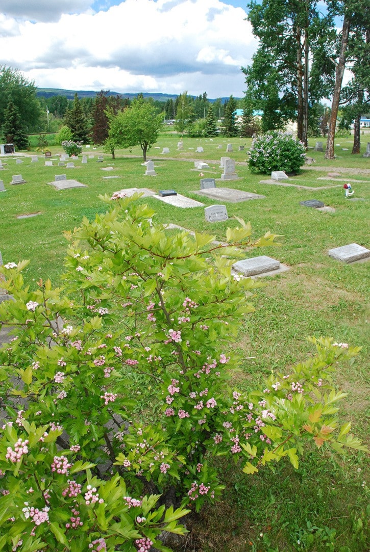 Resident asks for cemetery bylaw amendment