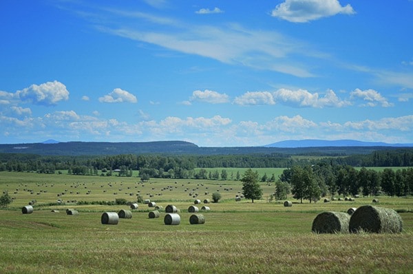 Making Hay