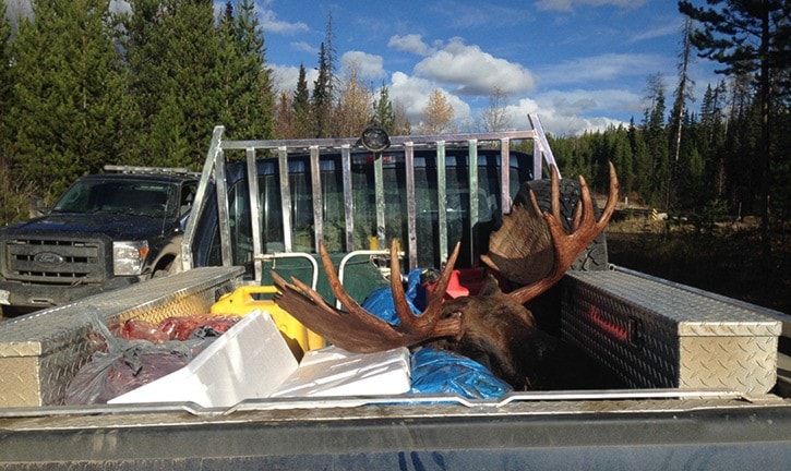 Man pleaded guilty for killing moose a day before open season