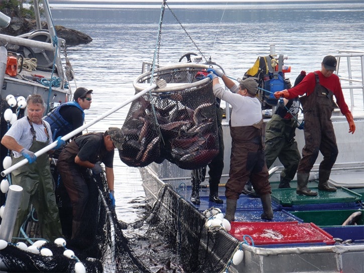 Sockeye salmon count improves