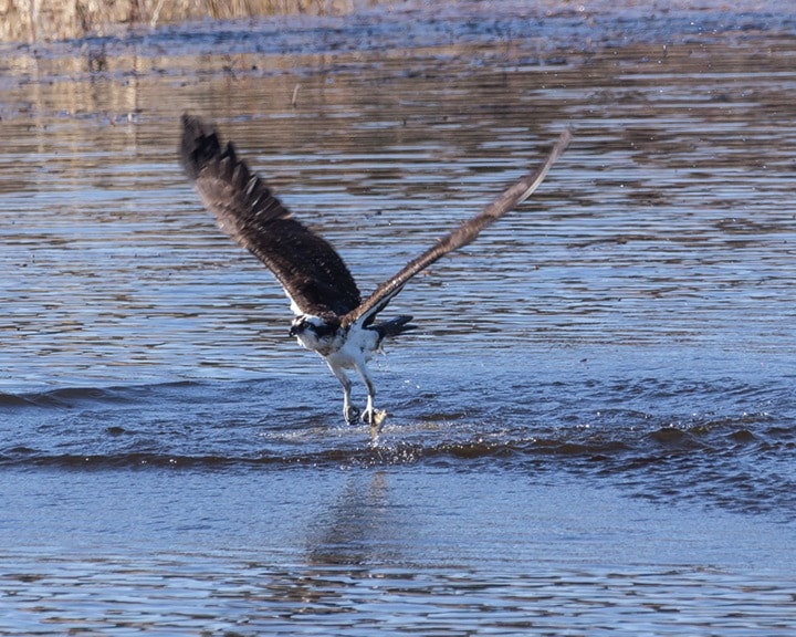 49261burnslake-Osprey