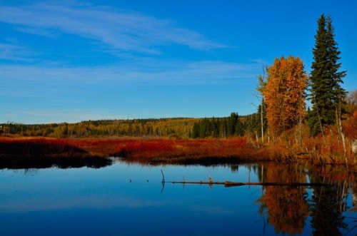 Autumn reds and yellows