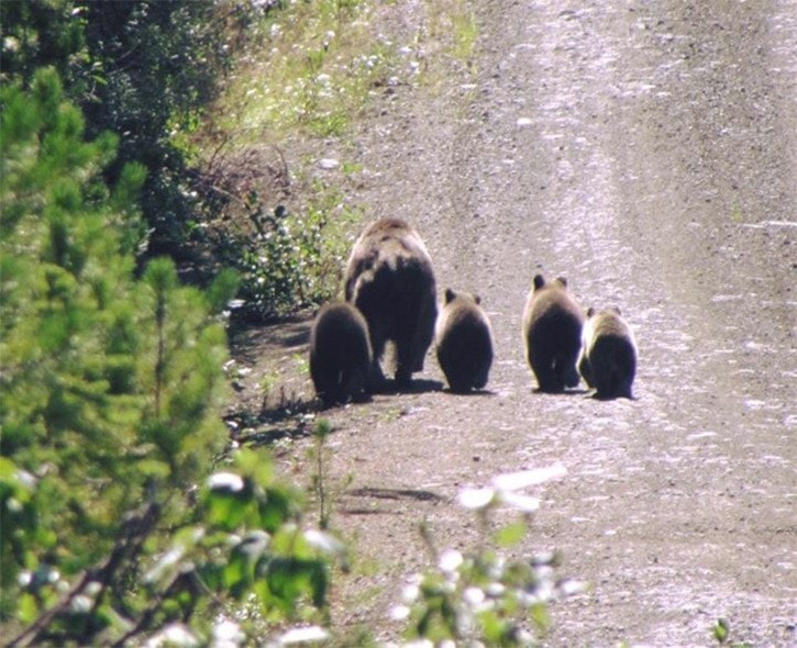 Unexpected visitors at local lodge