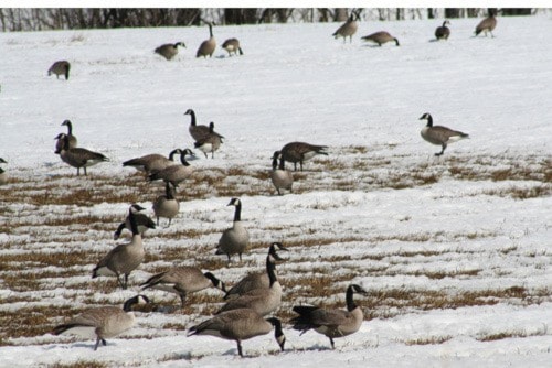 55788burnslakeGrazing_geese