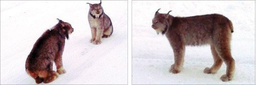 55959burnslakeSurprise_encounter
