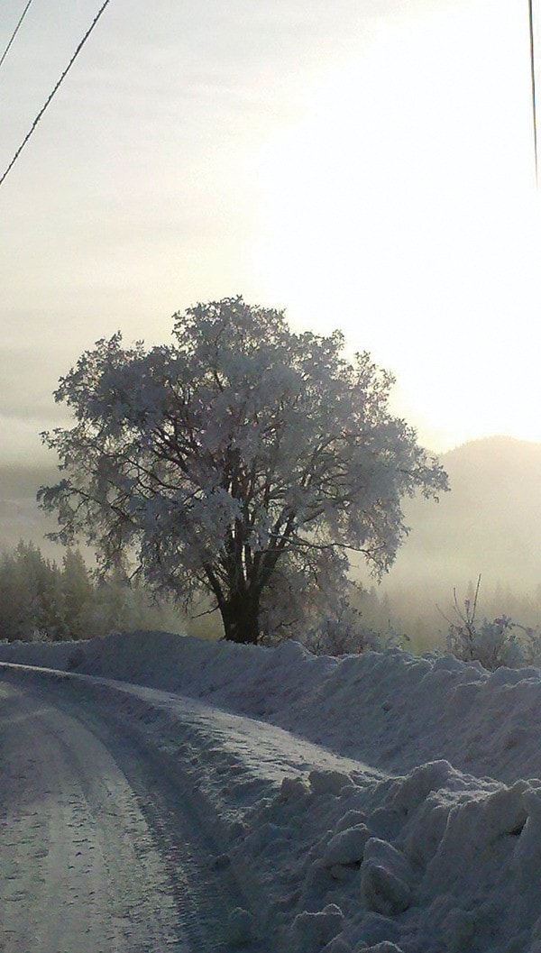 Winter wonderland