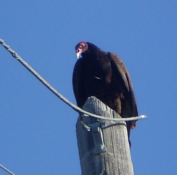 Vultures rare for Burns Lake area
