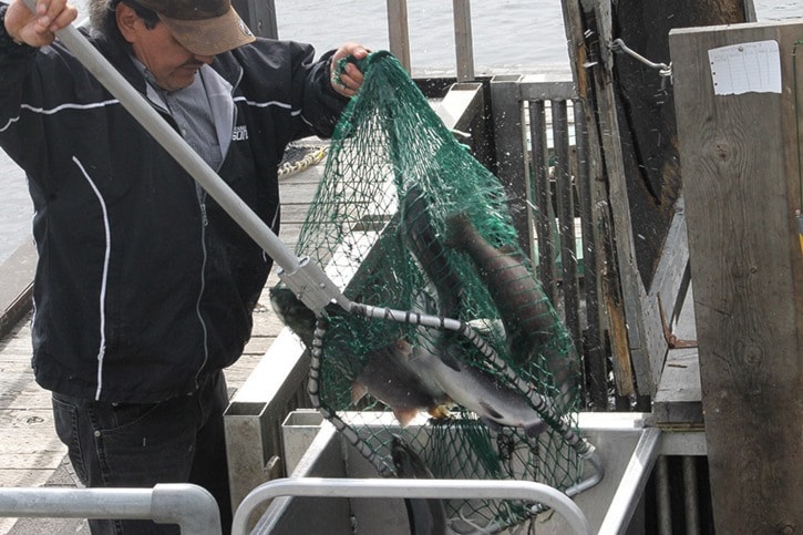 Salmon season begins in the Lakes District area