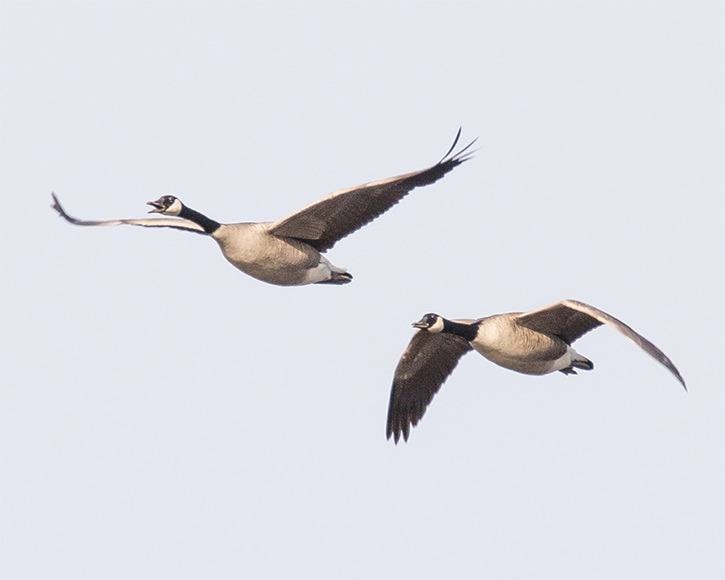 Geese in flight