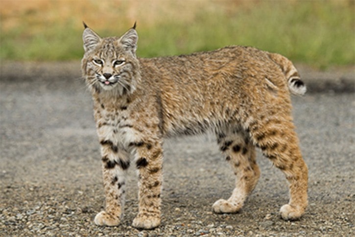 Bobcats in B.C. are moving north, study finds
