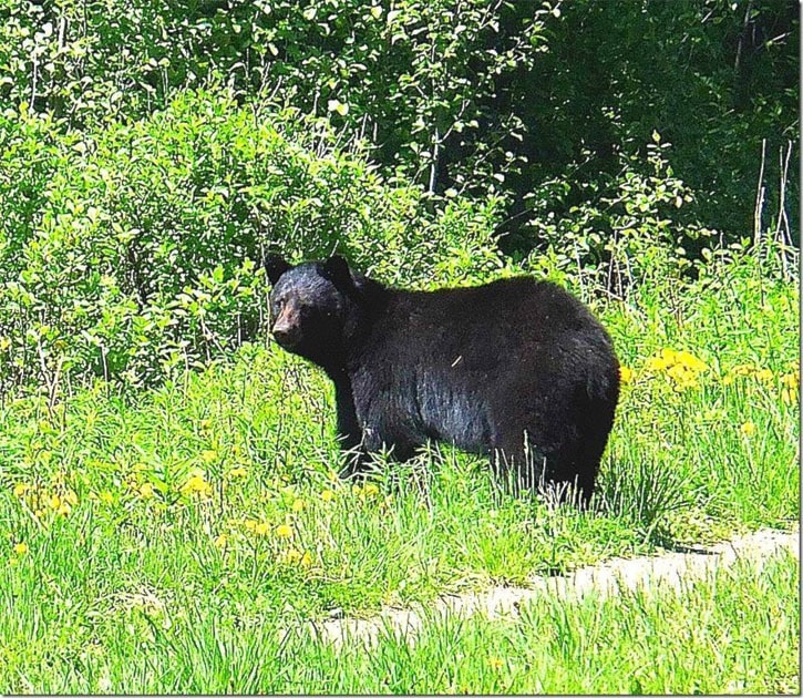 Momma bear with juvenile bears spotted close to William Konkin