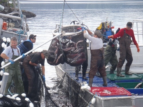 Summer salmon harvest a success for Lake Babine NationSummer sal