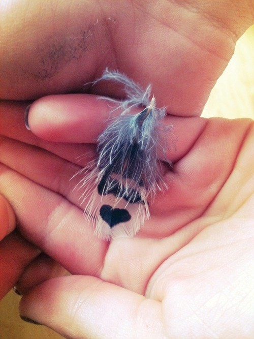 67069burnslakeLovely_feather