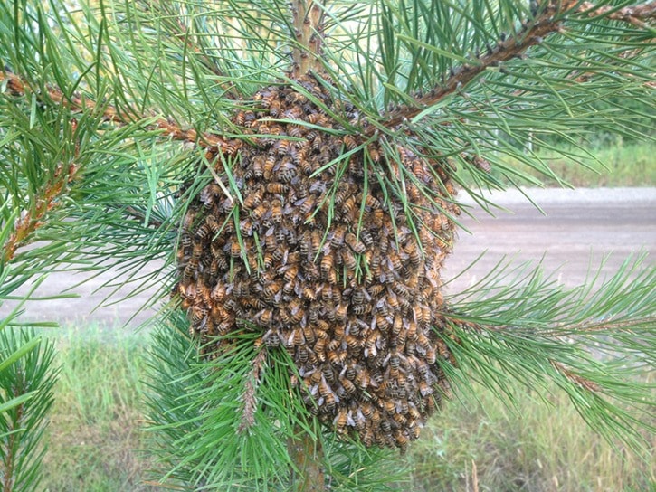 Large wasps nest spotted