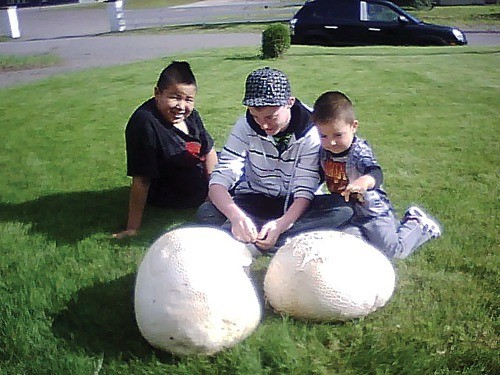 Giant puff balls - Burns Lake Lakes District News