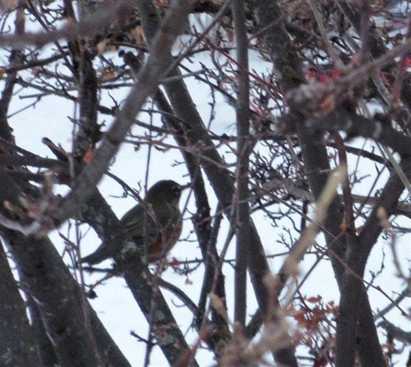 Yes it’s a robin