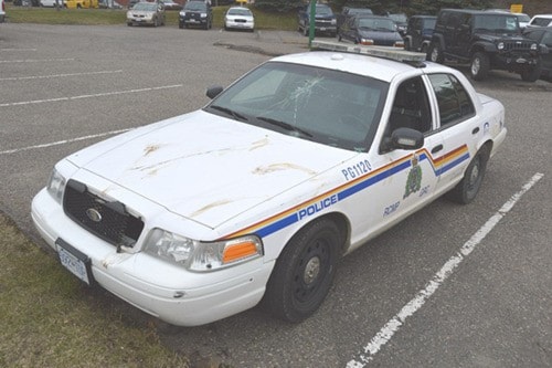 Moose attacks police car