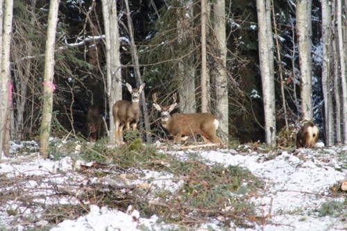 81142burnslakeLooking_on_deer