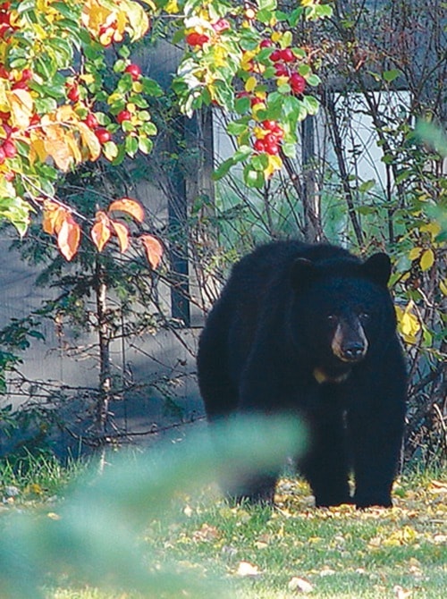 83136burnslakeBe_bear_aware_this_summer