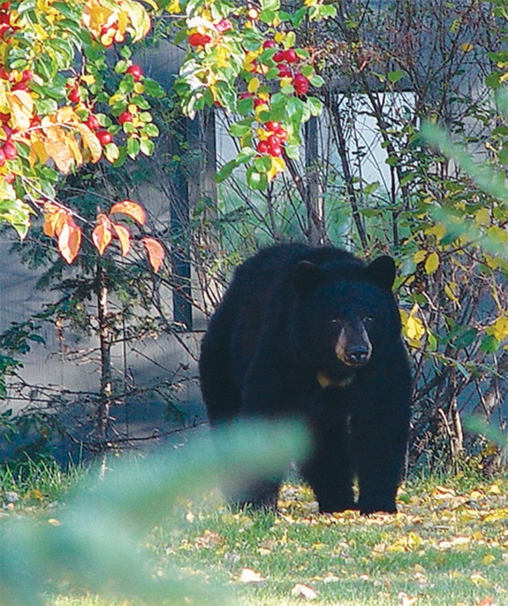 Bear sightings in Burns Lake