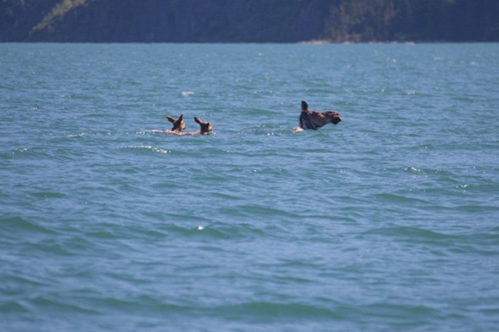 Cow moose and two calves take a swim