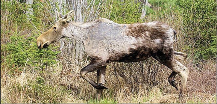 Moose winter tick survey results help inform moose management