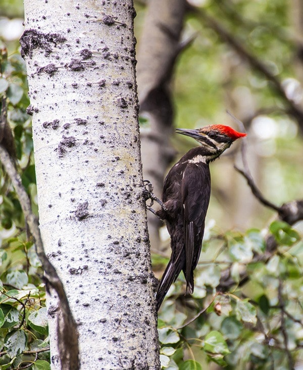 Hard pecking Bill