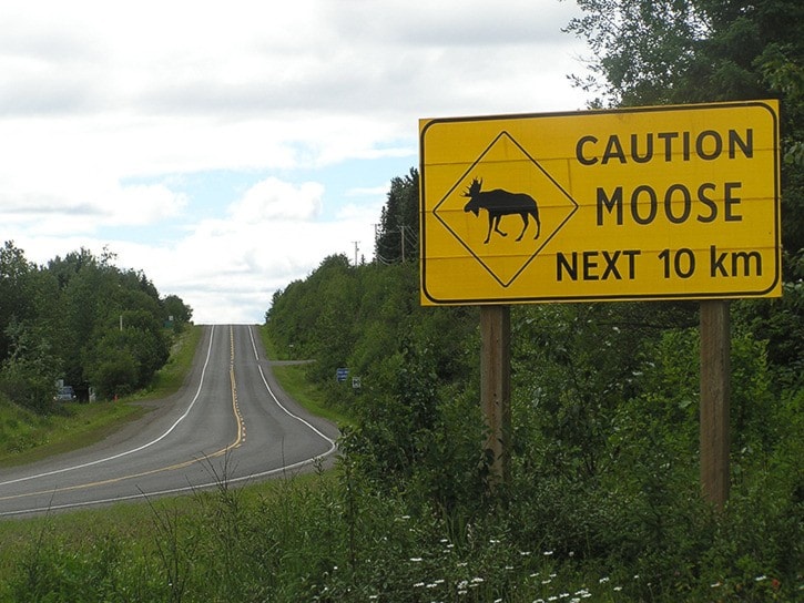 Moose accidents traced to hotspots