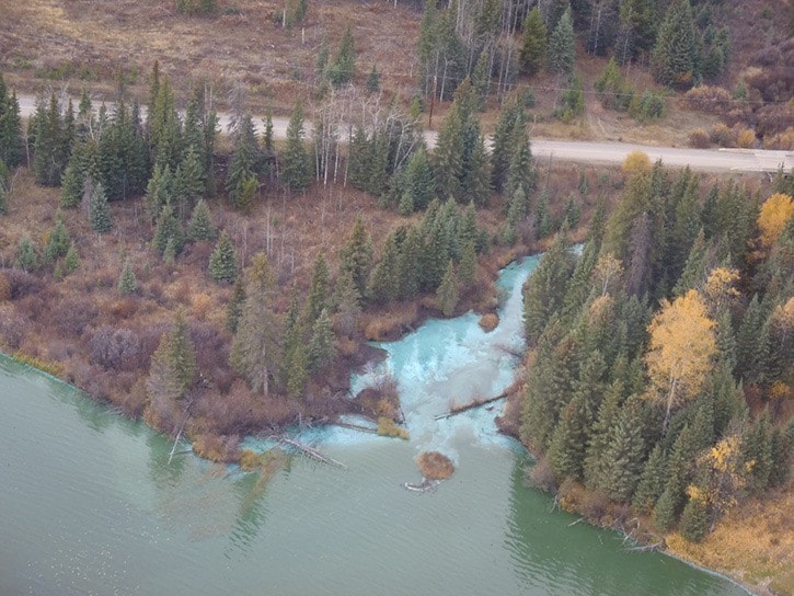 Cows found dead on Southside of Burns Lake