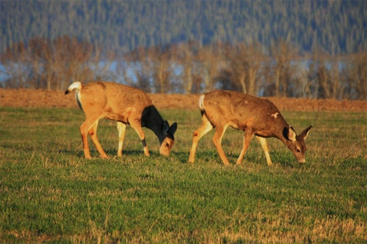 New hunting regulations in B.C.
