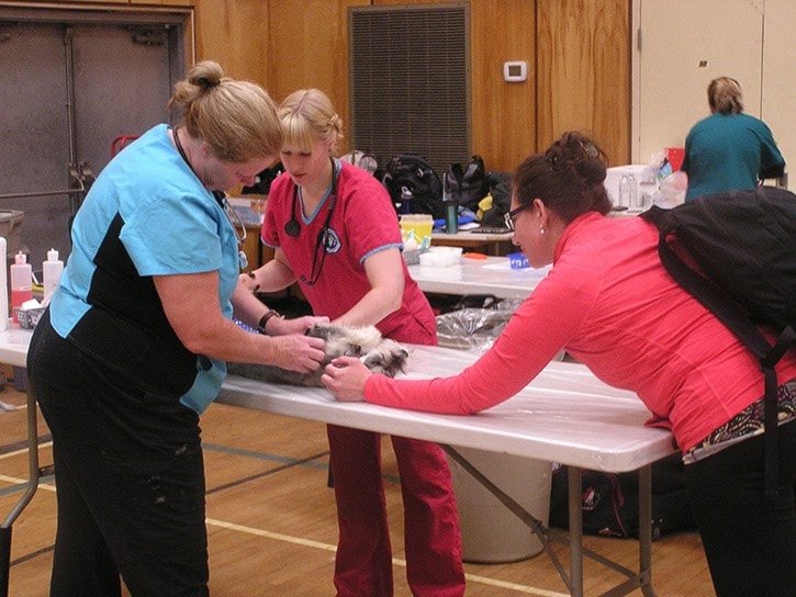 Providing animal care